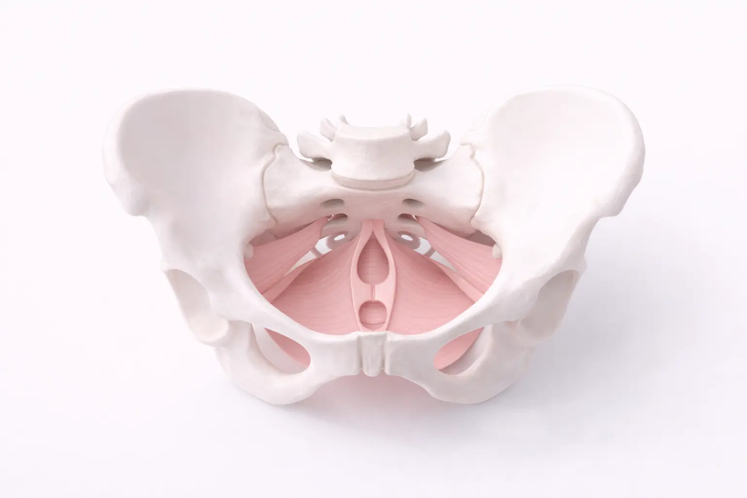 Educational 3D medical illustration of the female pelvic floor muscles shown in a minimalist style