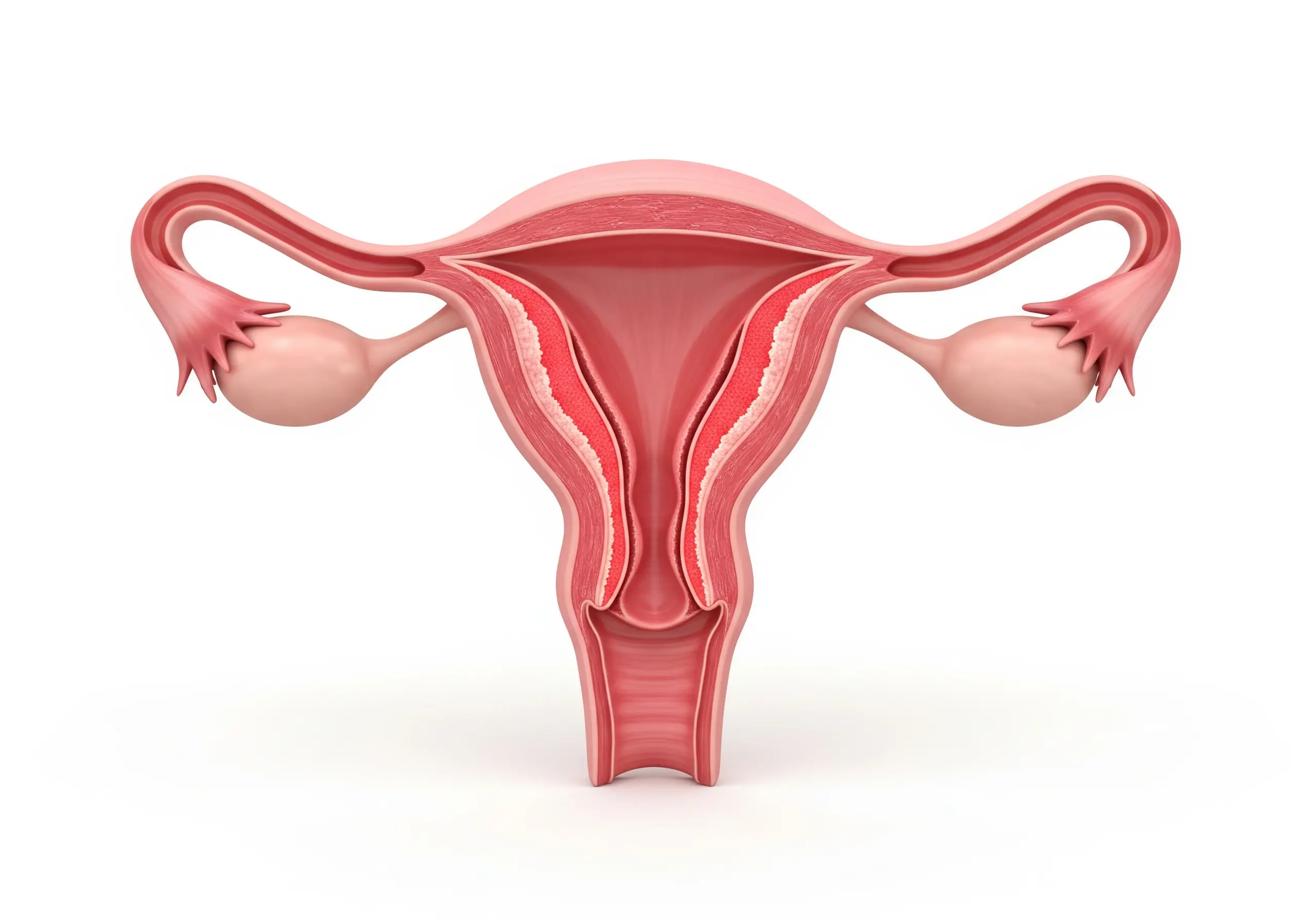 3D medical illustration showing the cross-section of a uterus with a focus on the endometrial lining