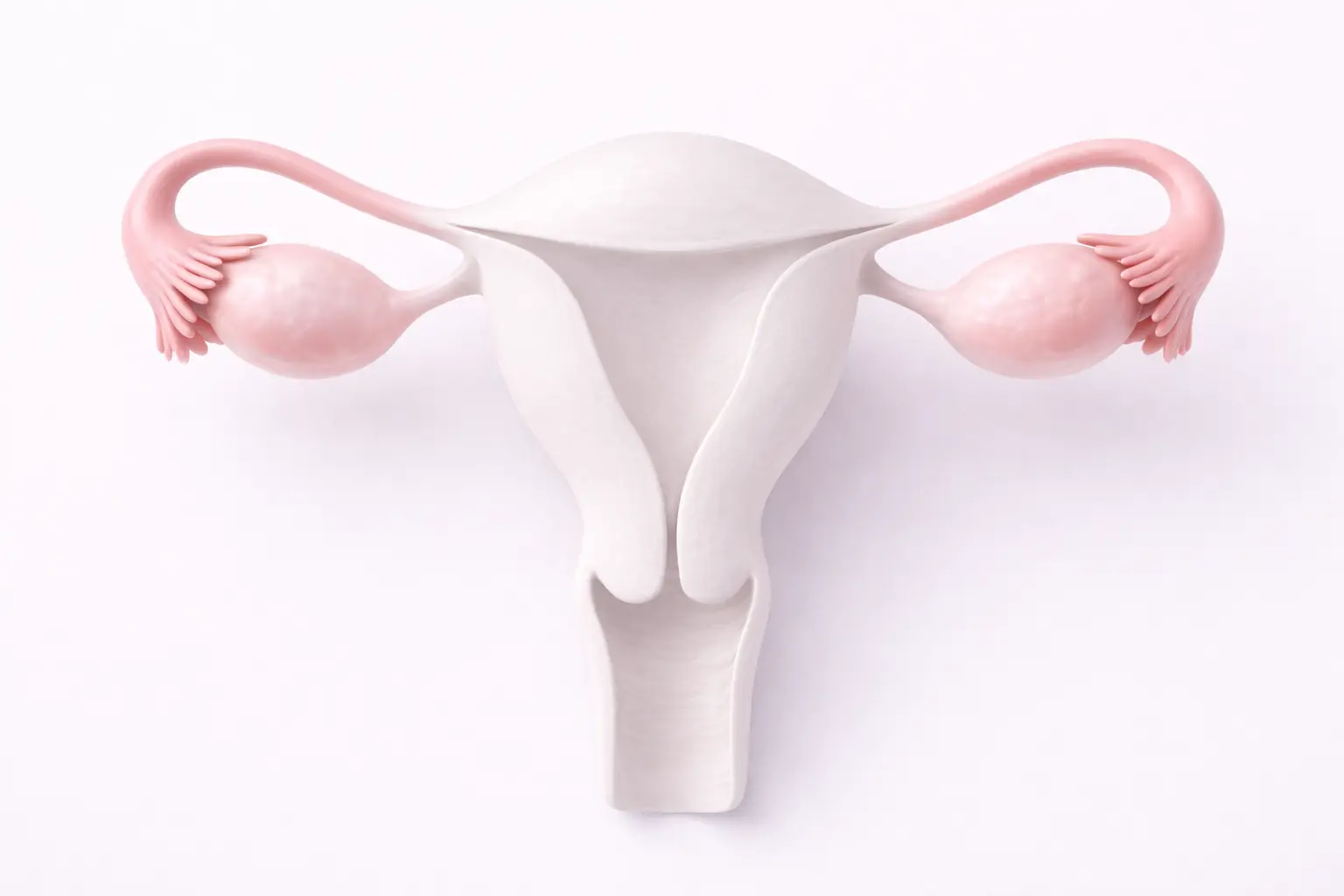 3D medical illustration of the female reproductive system, specifically highlighting the ovaries and fallopian tubes