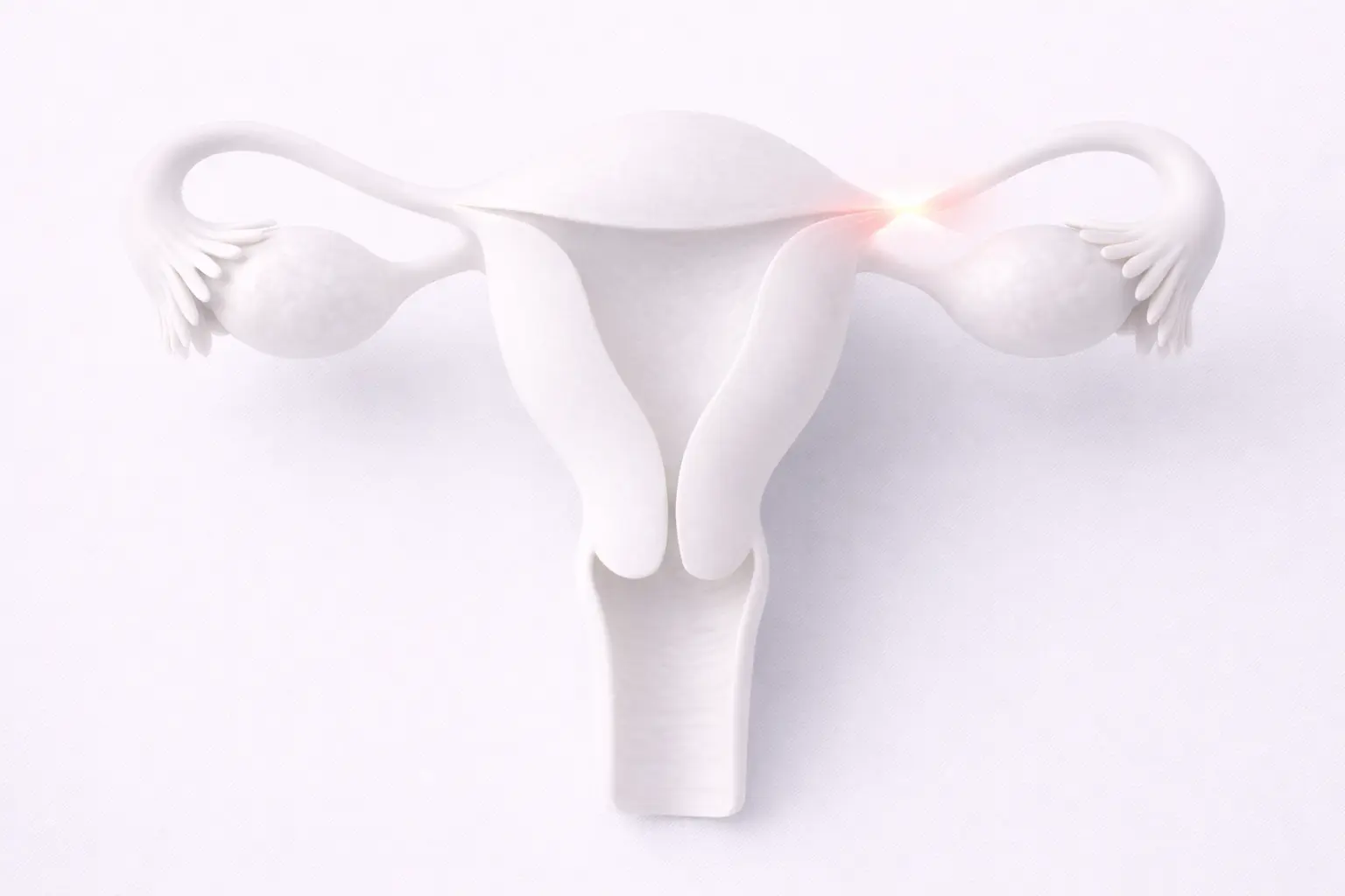 3D medical illustration of the female reproductive system showing the reconnection of the fallopian tubes.