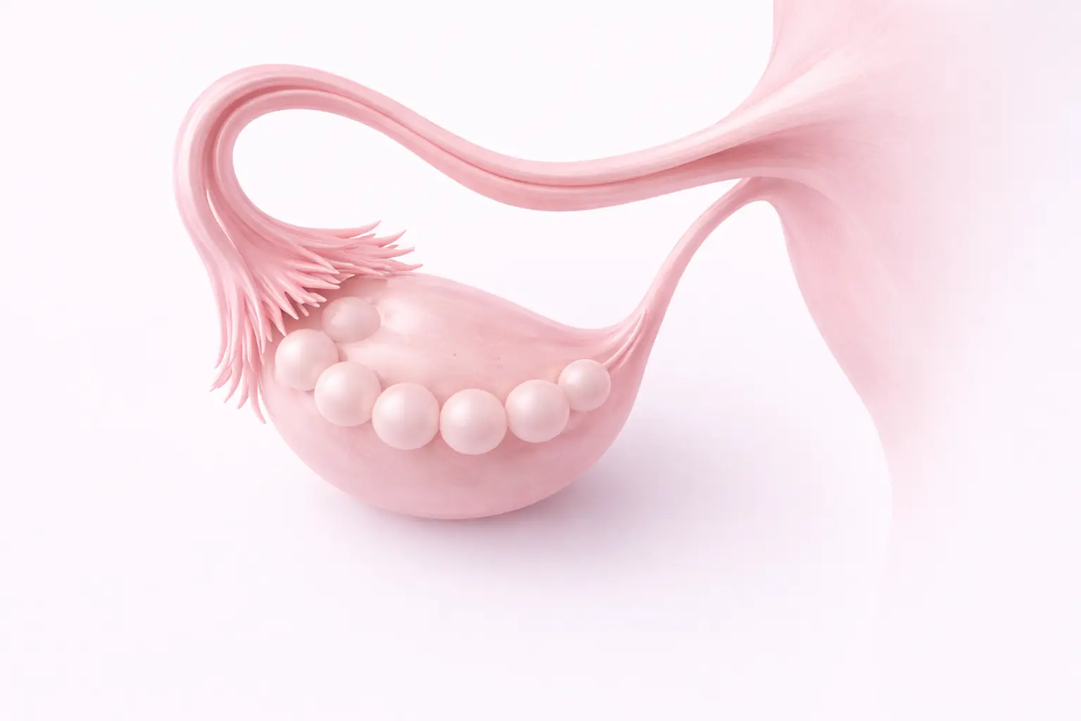 3D medical illustration of the female reproductive system focusing on the connection between the fallopian tubes and ovaries